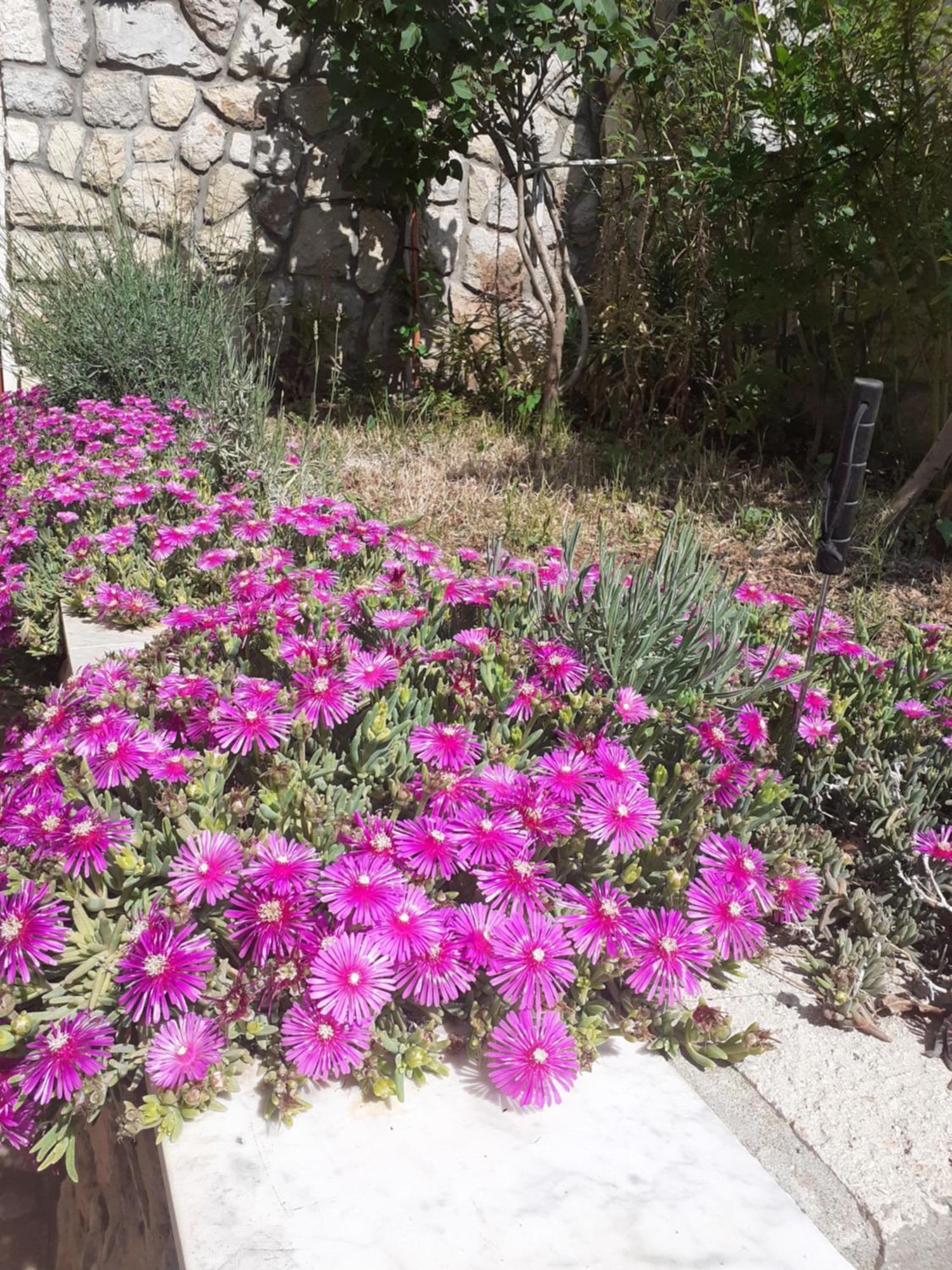 Dada Daire Senj  Oda fotoğraf